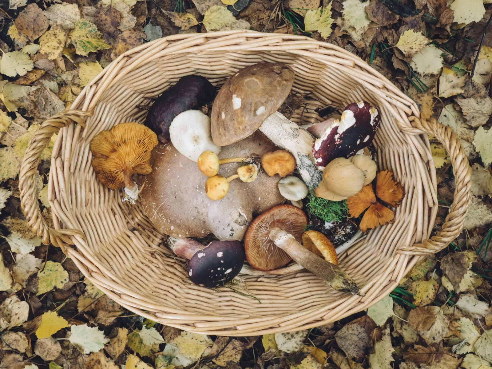 Mushroom Foraging Season, photo 3